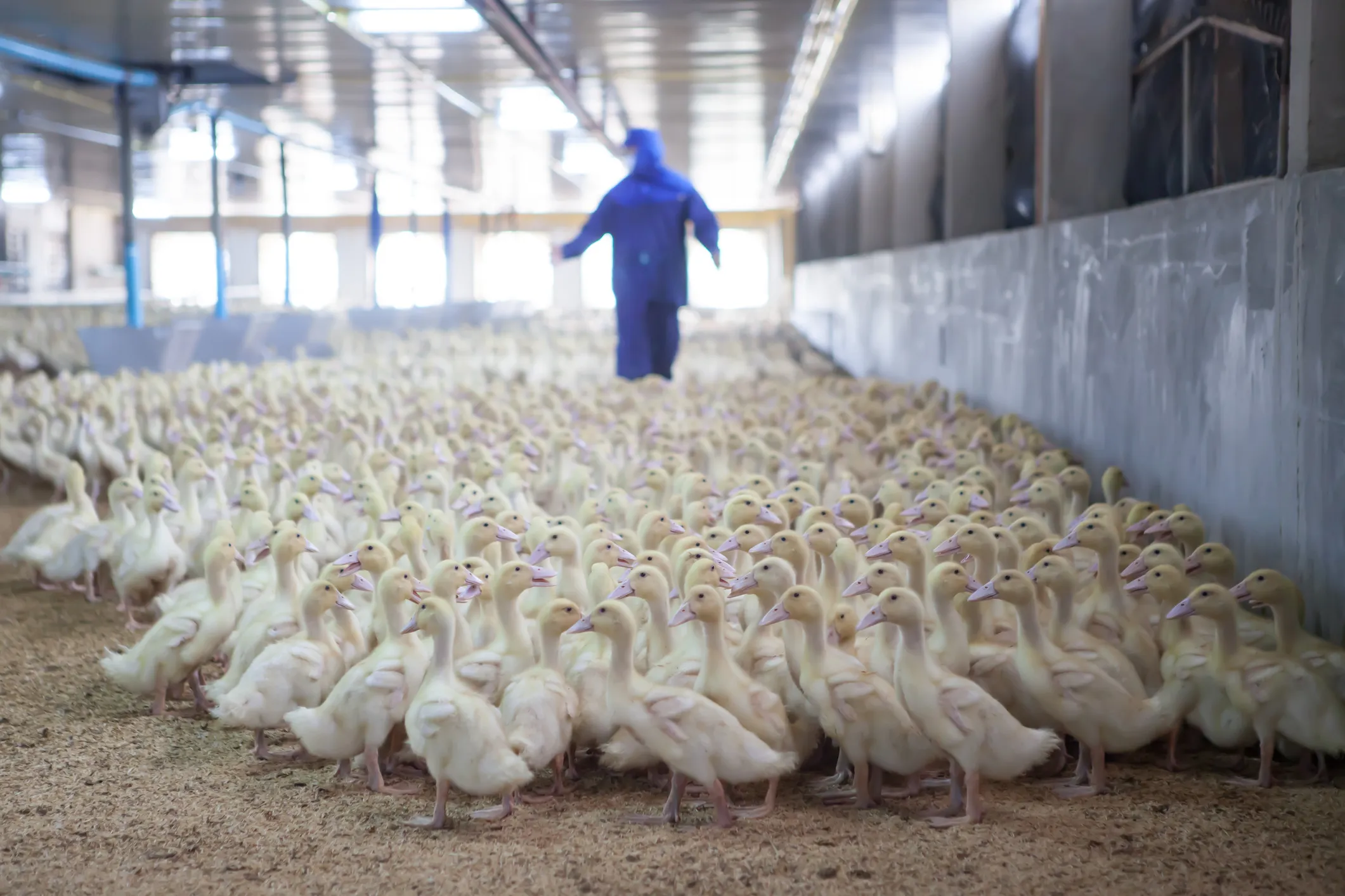 20 Cases Bird Flu Detected This Month in NE Indiana