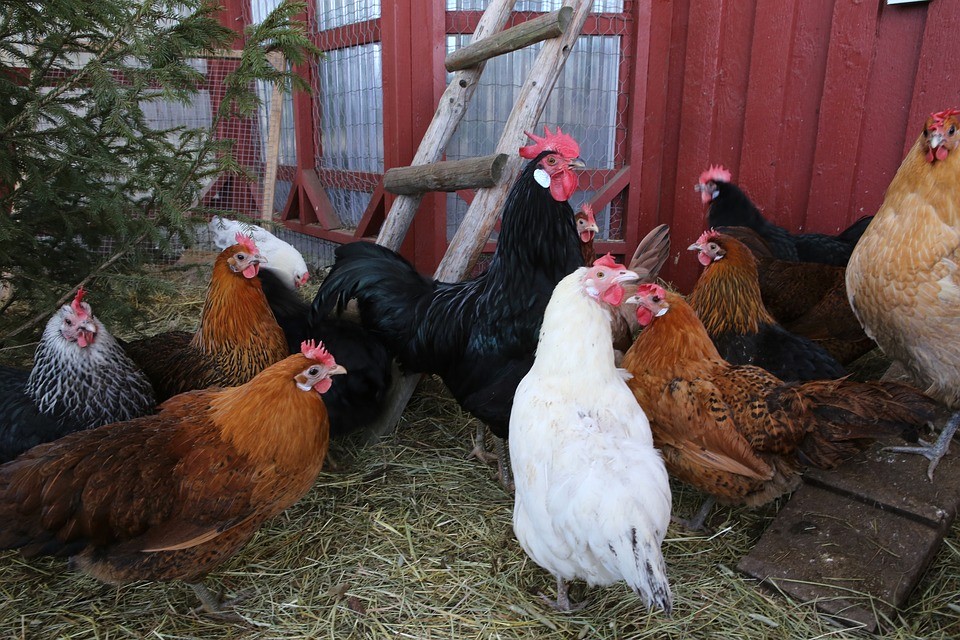 CHA Encourages Citizens To Protect Flocks From Bird Flu - WBET