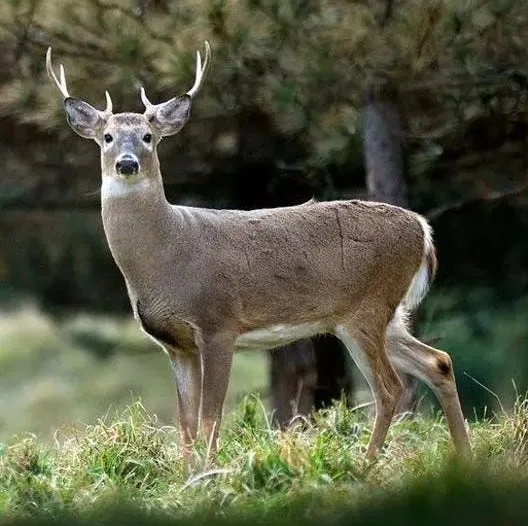 Firearm Deer Hunting Season Begins in Indiana and Michigan