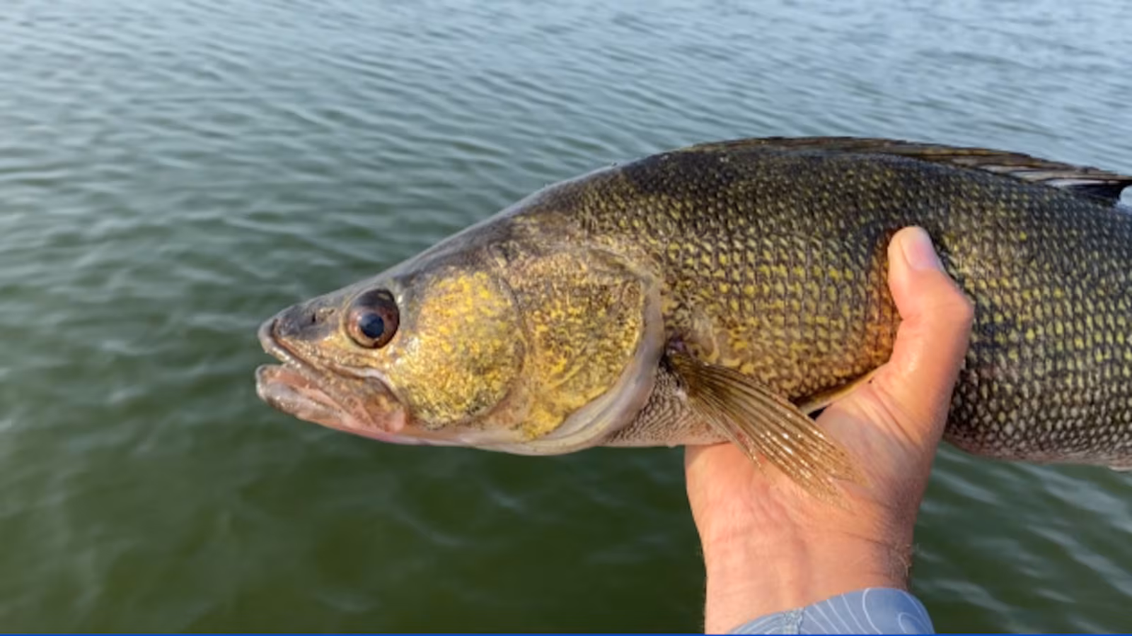Tiny Walleyes, Big Future: Thousands Stocked in Steuben and Noble Counties
