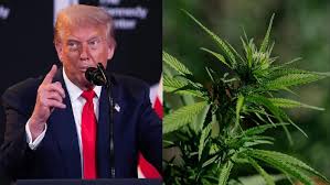 Federal Marijuana Rules May Change Under Trump Review