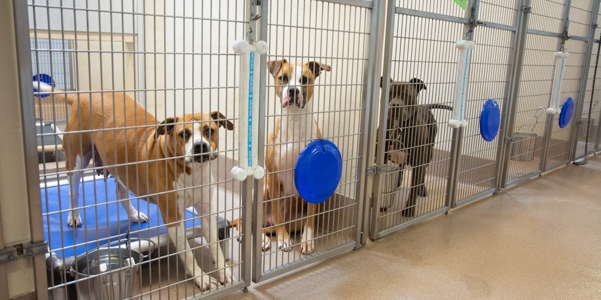 County Freezes Humane Society Funding After Contract Talks Break Down