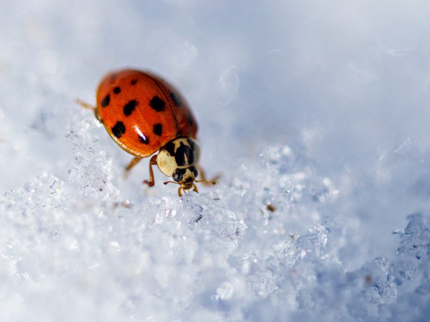 Cold Snaps Don’t Kill Many Insects, Purdue Educator Says