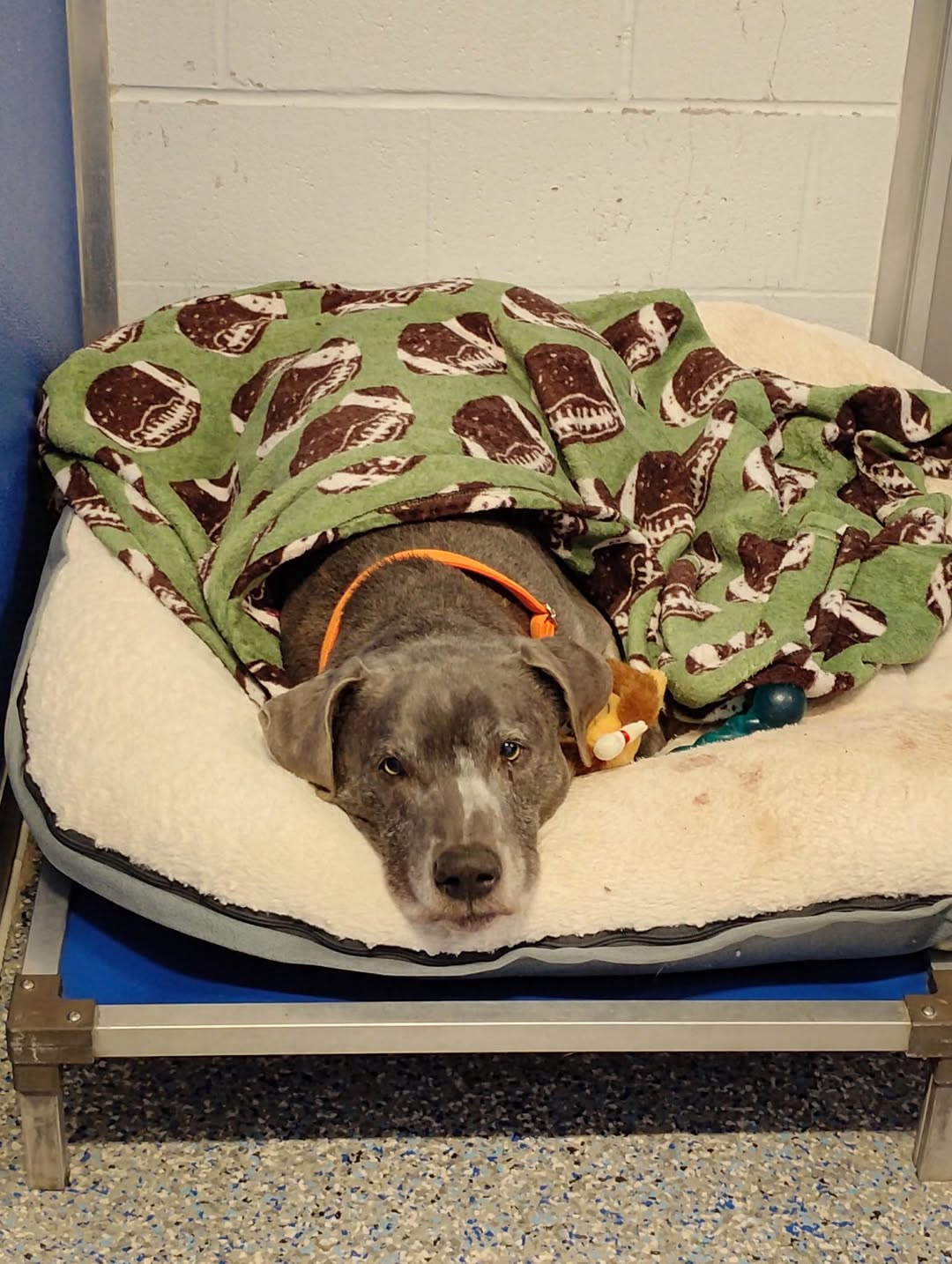 Steuben County Humane Shelter Hiring Full-Time Staff