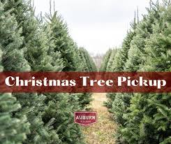 Christmas Tree Pickup Scheduled in Auburn This Week