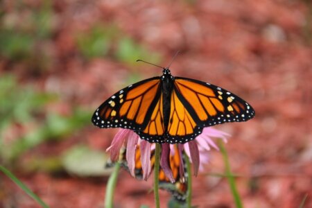Get Paid to Study Monarchs: Field Research Jobs Open Across Indiana Region