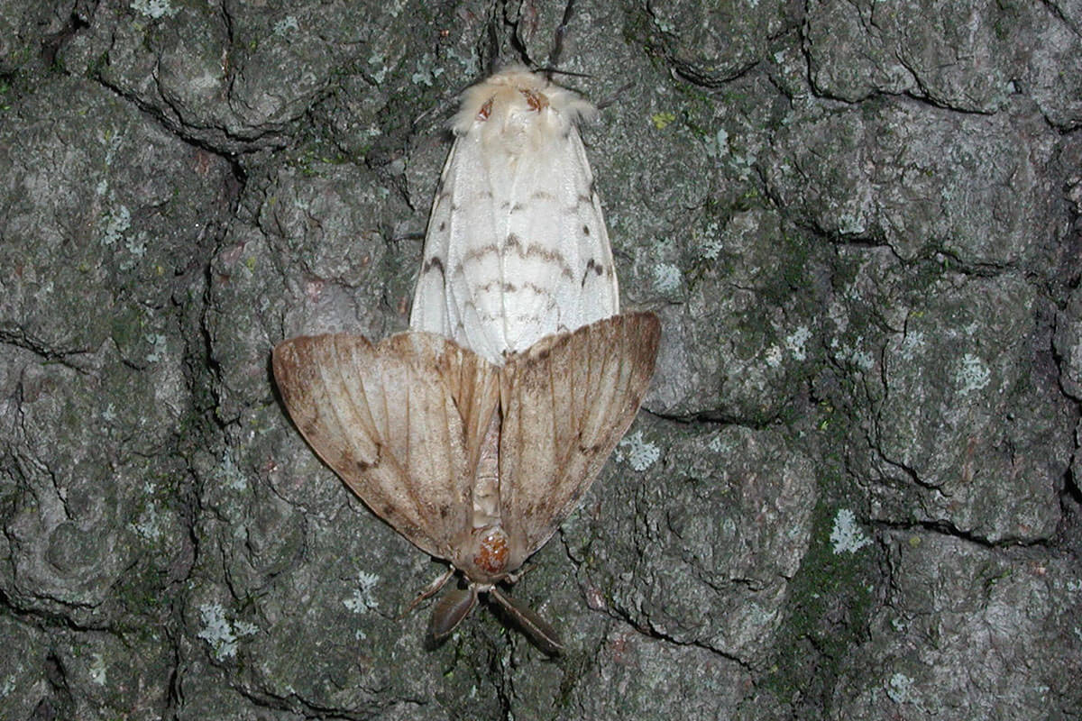 Indiana DNR to Host January Meetings on Spongy Moth Treatment Plans