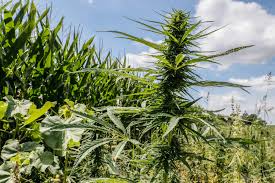 Indiana Senate Approves Hemp Bill, Sends Measure to House