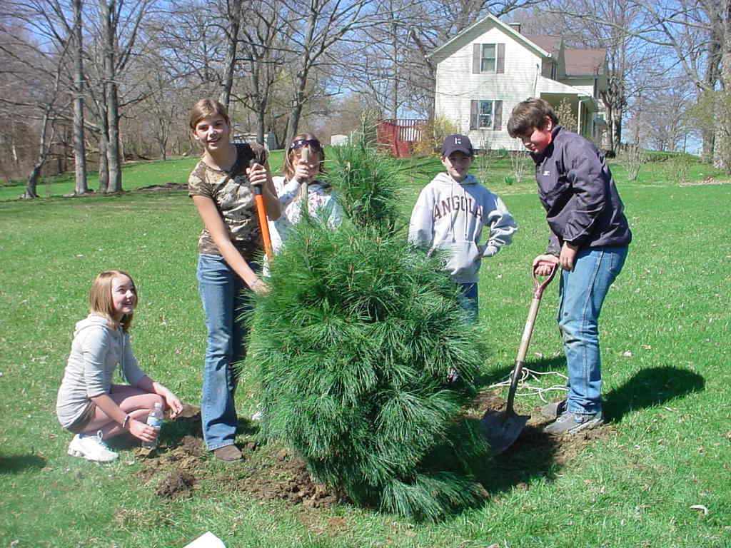 Free Trees Up for Grabs: Angola Launches Citywide Tree Giveaway