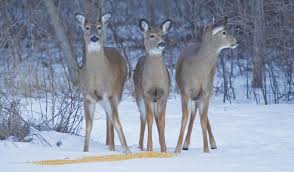 Michigan House Votes to Lift Deer Baiting Ban in Lower Peninsula