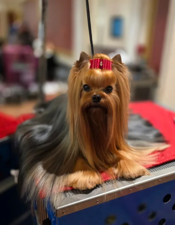 Fort Wayne Yorkie Takes Top Honors at Westminster Dog Show