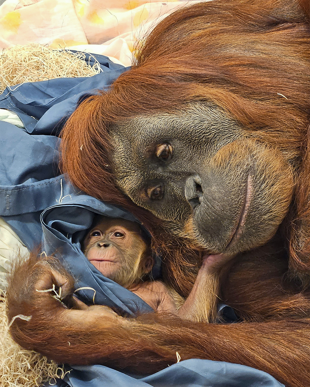 Fort Wayne Zoo Welcomes Baby Sumatran Orangutan
