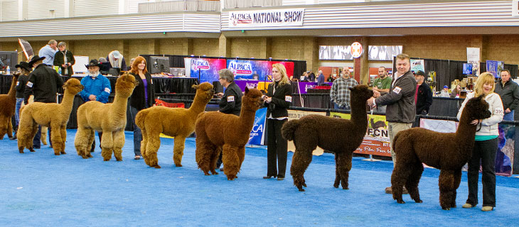National Alpaca Show to Bring Hundreds of Animals to Fort Wayne