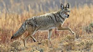 Michigan's New Coyote Hunting Season Begins