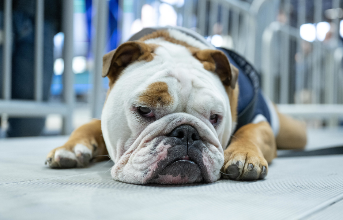 PETA Urges Butler University to Replace Bulldog Mascot