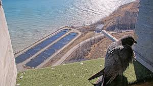 Peregrine Falcons Return To Fort Wayne Nest, First Egg Laid