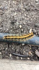 DNR Warns Indiana Landowners About Eastern Tent Caterpillars