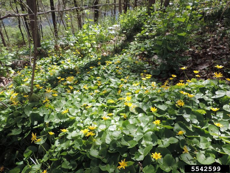 Michigan Warns Residents About Rapid Spread Of Lesser Celandine