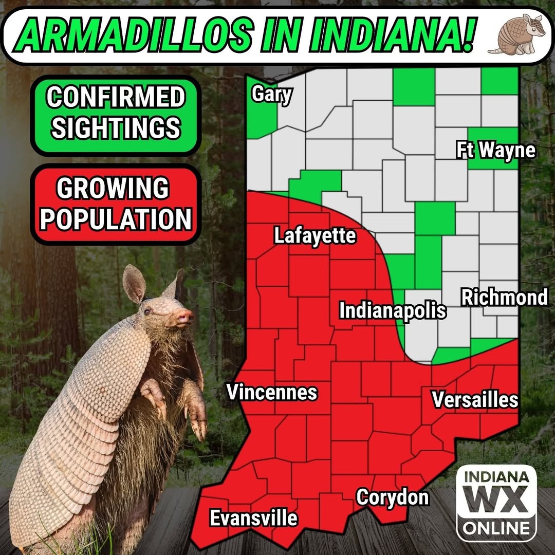 Armadillo Sightings Rising Across Indiana, DNR Says
