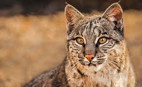 Indiana Seeks Public Input On Bobcat Hunting, Deer And Wildlife Rule Changes