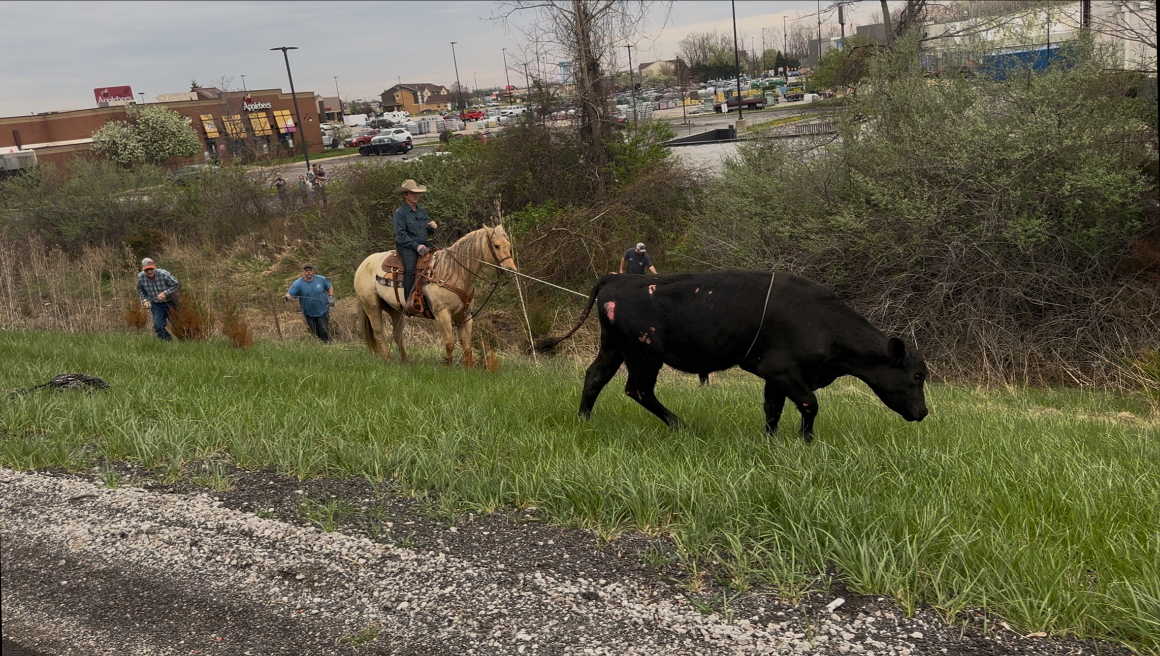 Udder Chaos On I-69: Loose Cows Snarl Traffic Near Auburn