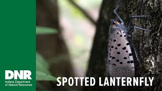 DNR Warns Invasive Spotted Lanternfly Spreading by Hitching Rides