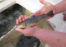 Trout Stocking Boosts Fishing Opportunities in Steuben, LaGrange Counties