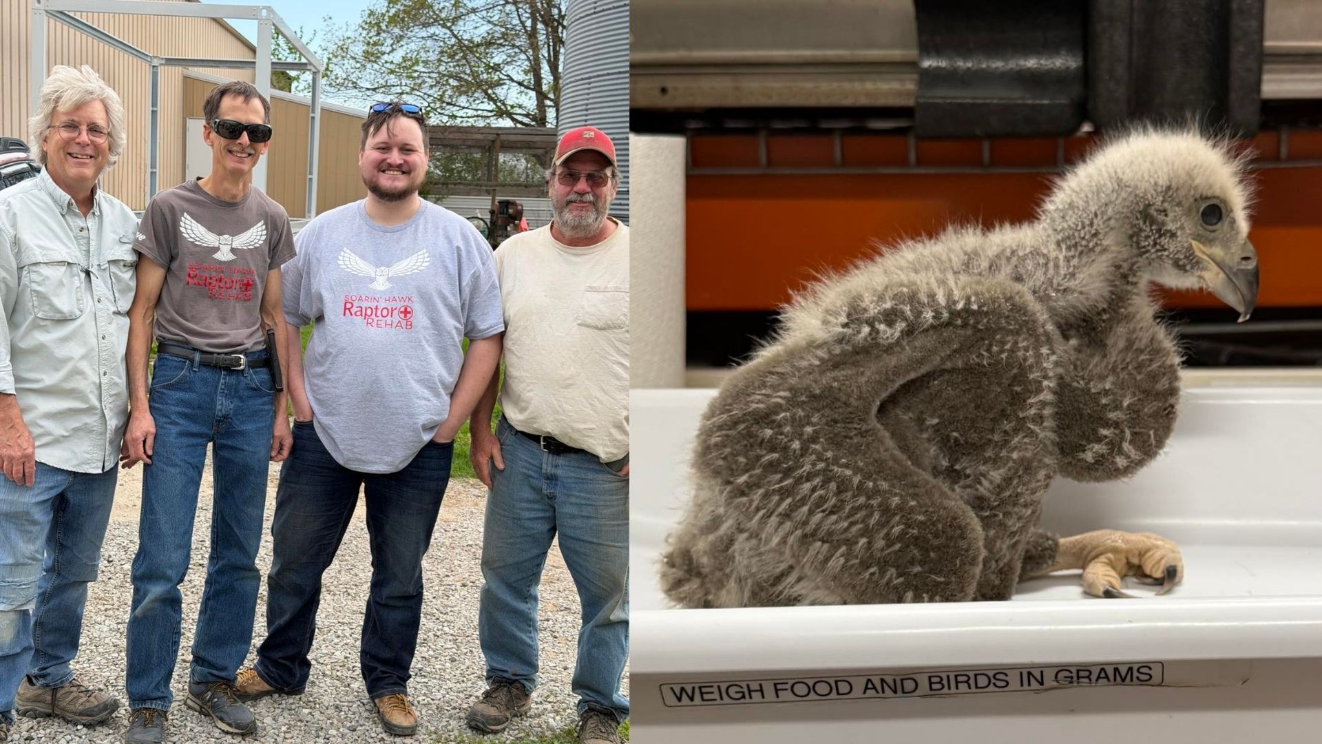 Bald Eagle Chick Rescued, Returned to Nest in Fort Wayne Area