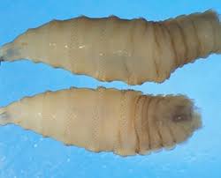 Flesh-Eating Screwworm Near U.S. Border Raises Concern For Livestock Industry