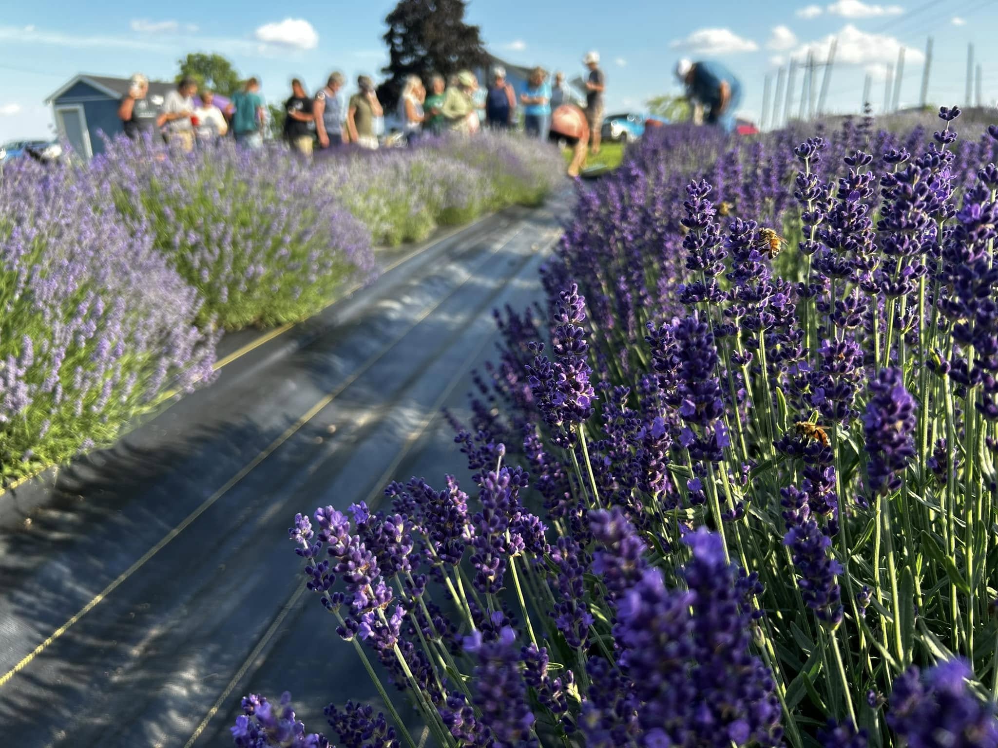 Noble County Farm Selected As Featured Farmer At Indiana State Fair