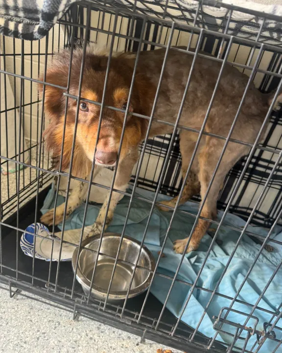 40 Dogs Removed From DeKalb County Home In Animal Neglect Investigation