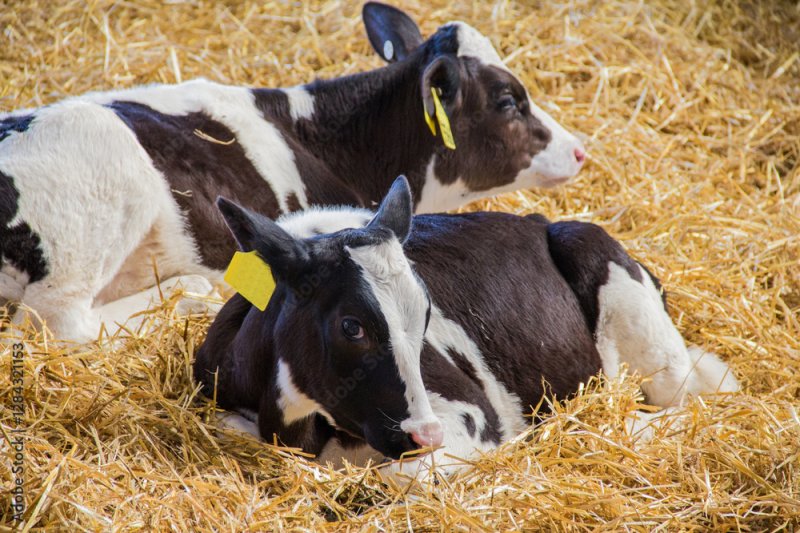 64 Calves Stolen Overnight from Mercer County Farm
