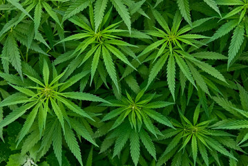 Indiana Attorney General Joins Lawsuit Challenging Federal Marijuana Reclassification