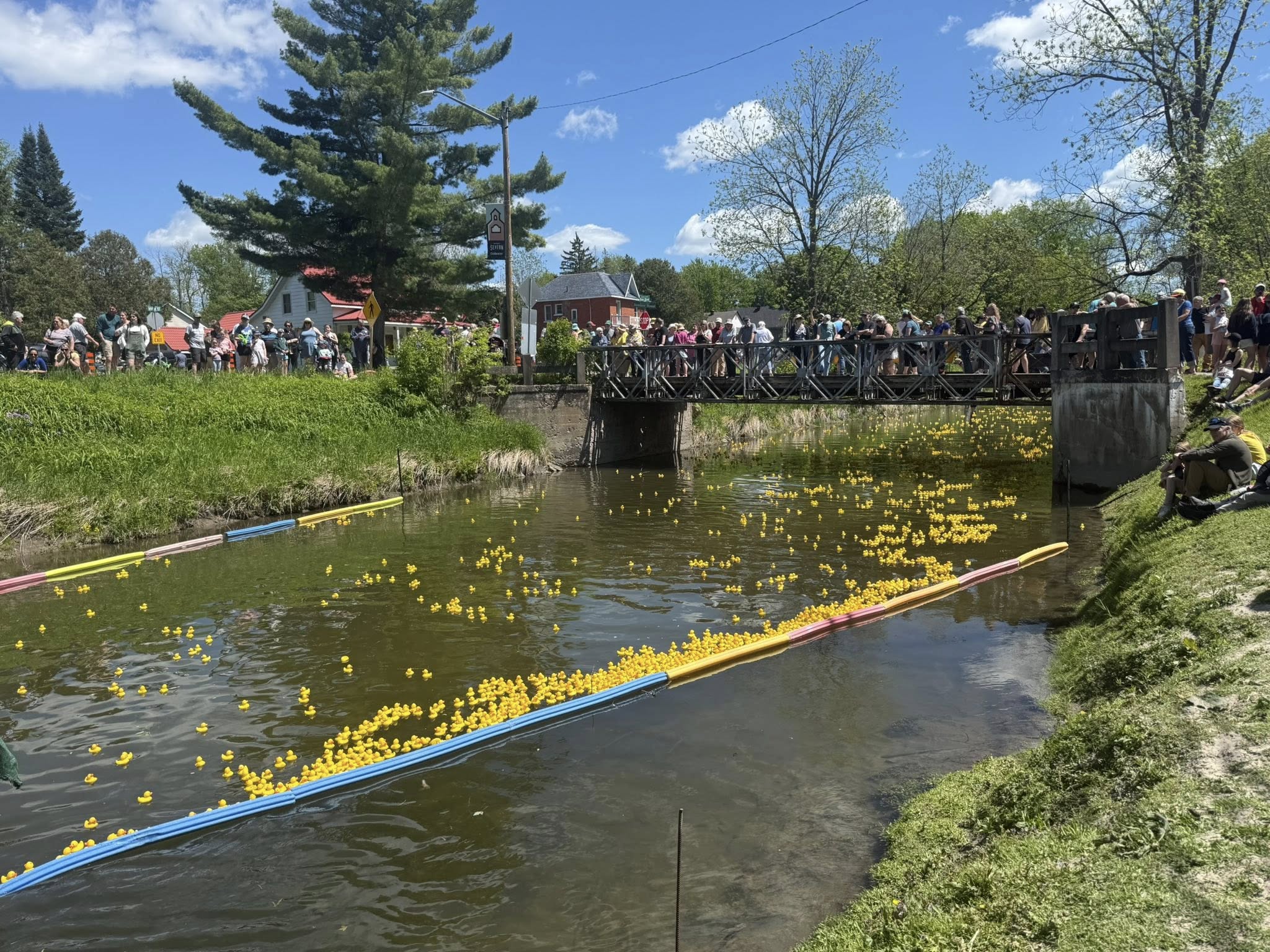 Duck Race Returns To Coldwater Saturday