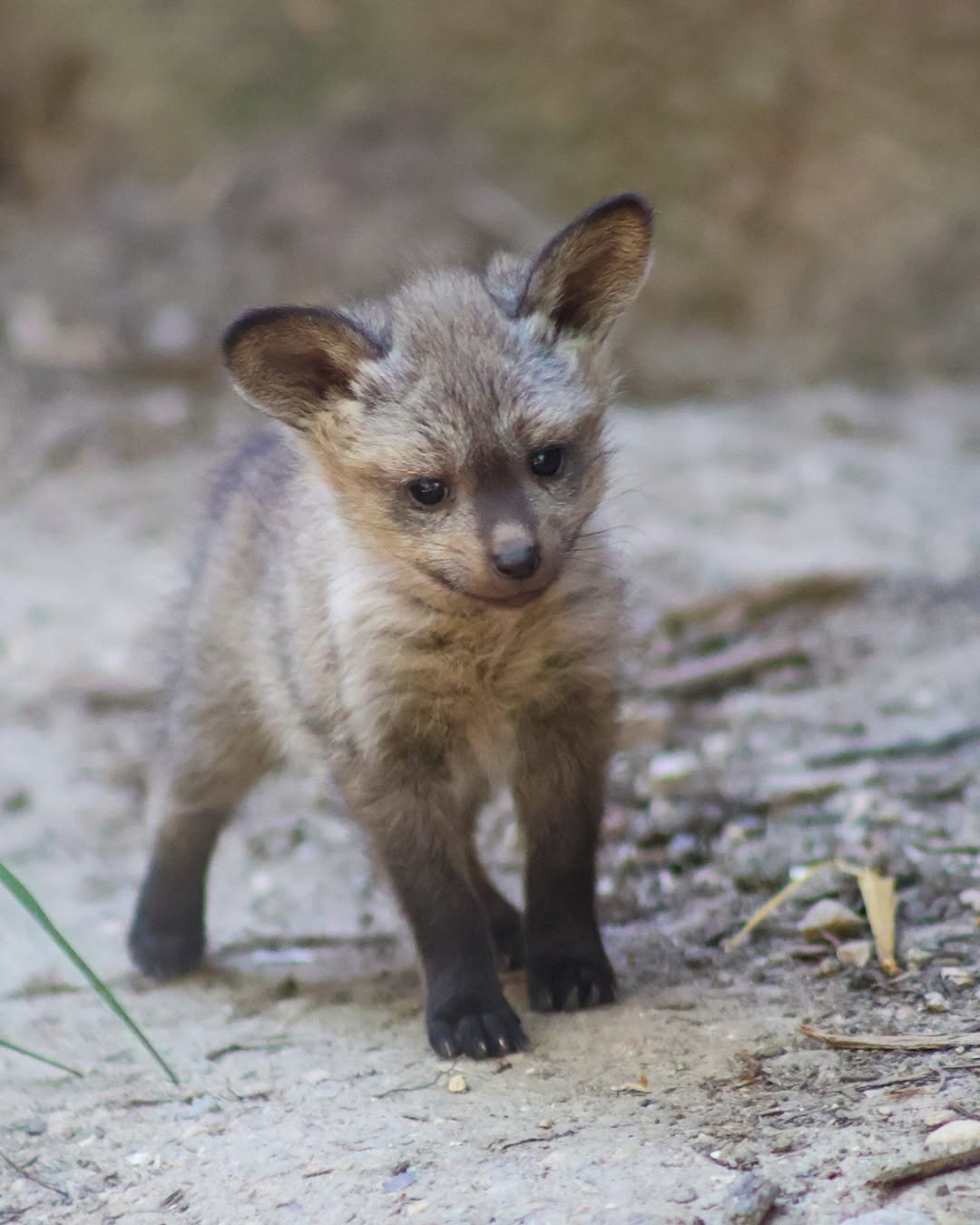 Fort Wayne Zoo Welcomes Five Bat-Eared Fox Kits