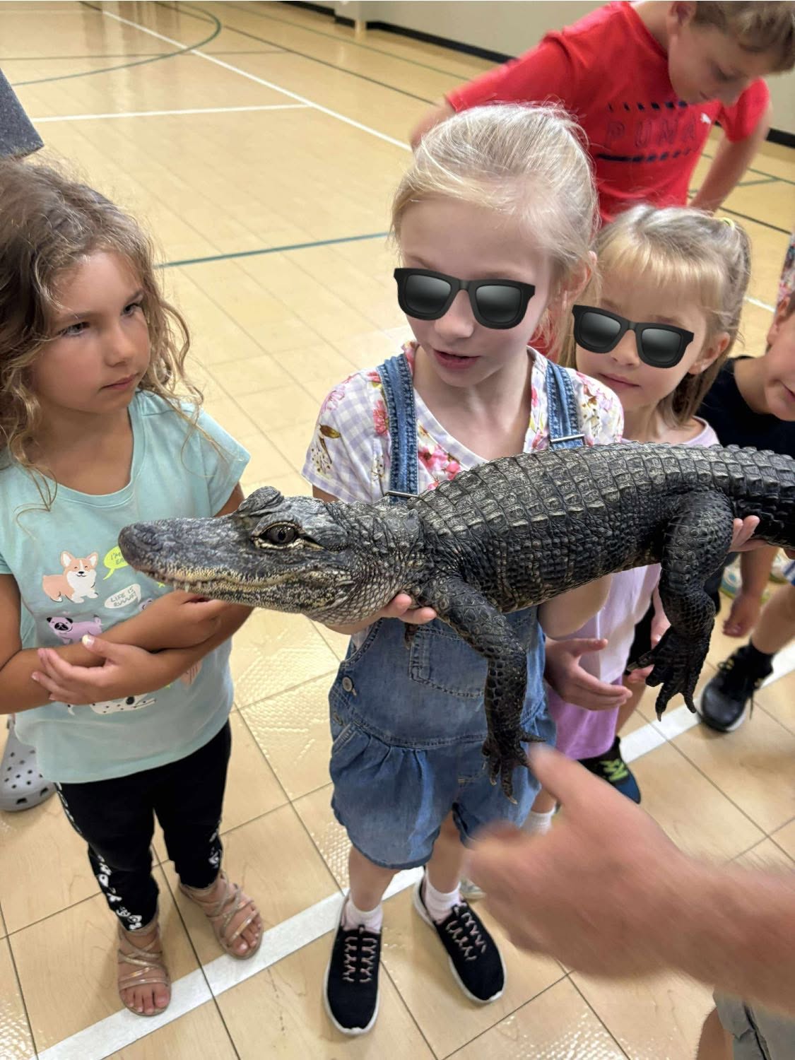 Runaway Alligator Search Continues In Auburn