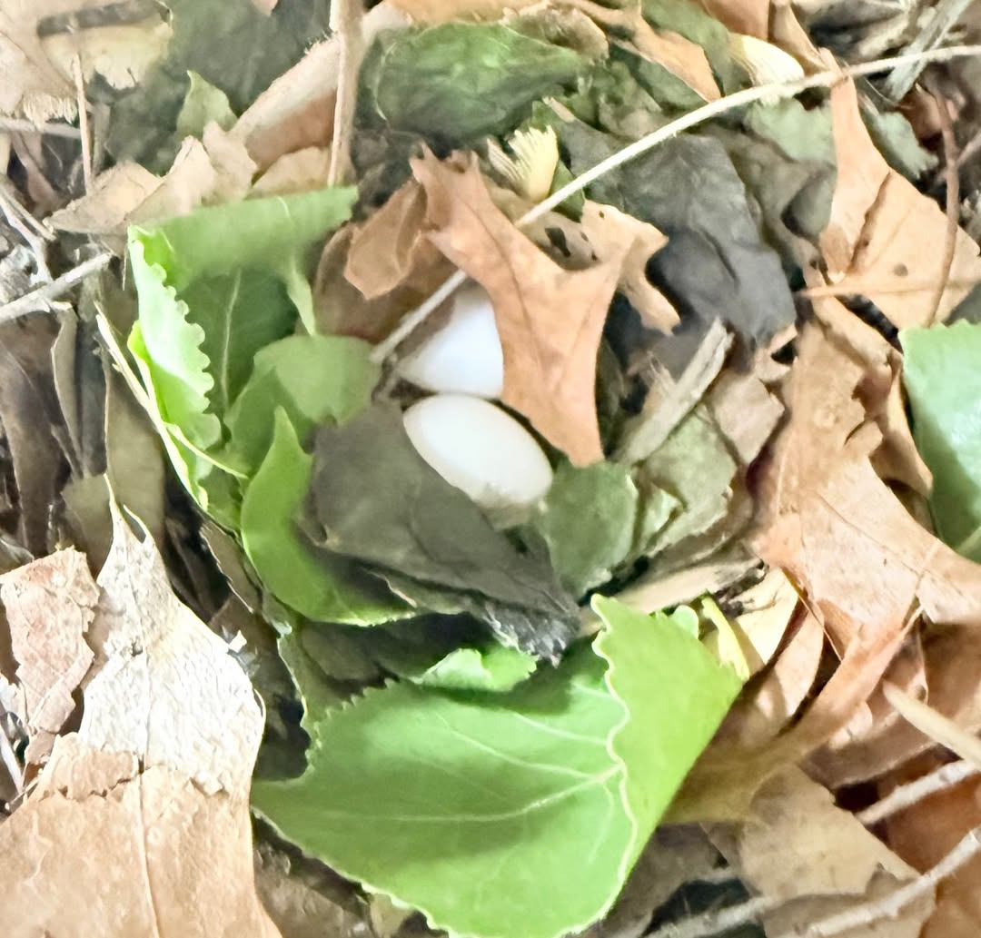 Pokagon State Park Hosting Weekend Nature Programs