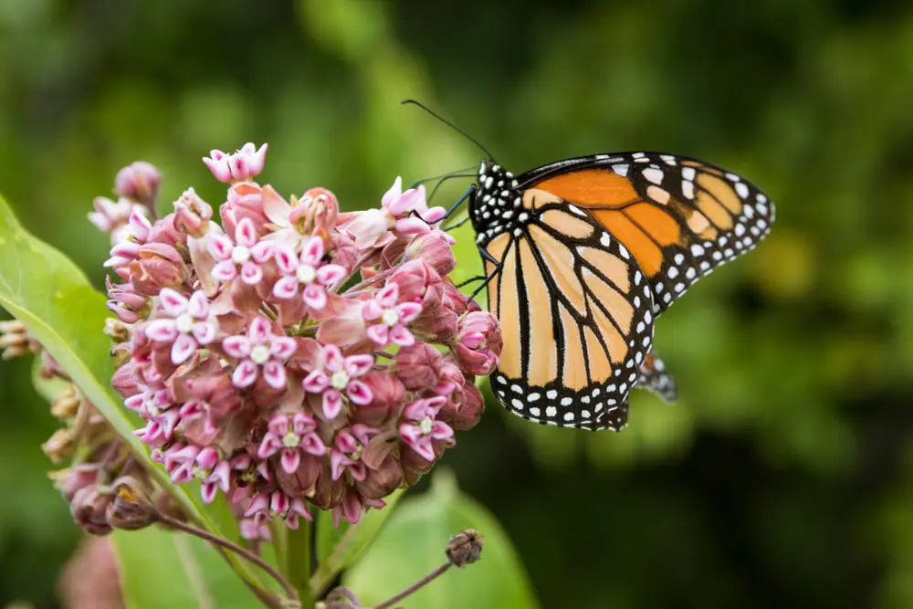 Monarch Butterflies Returning To Indiana For Summer Breeding Season