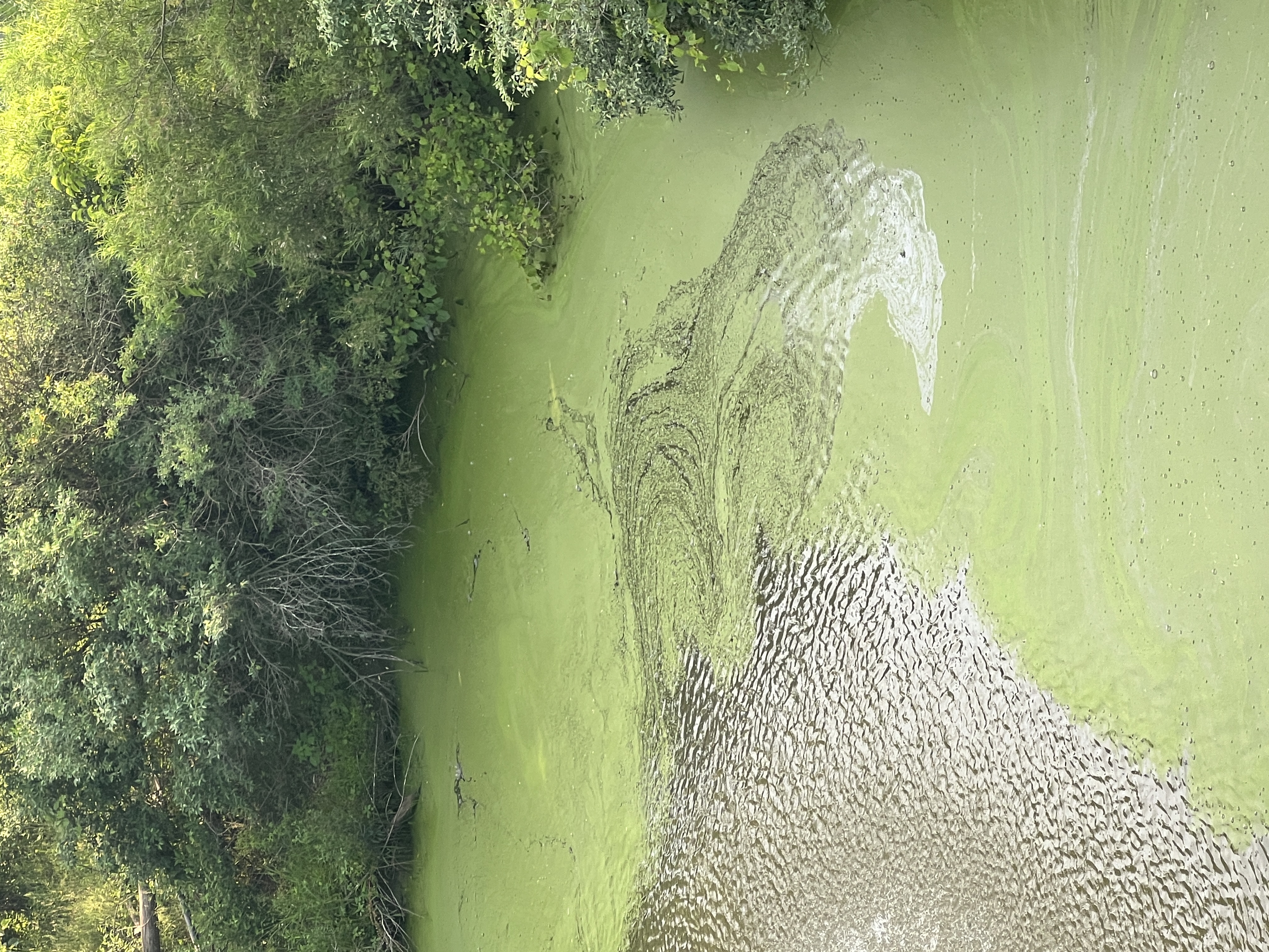 Michigan Launches Reporting Tool For Harmful Algal Blooms