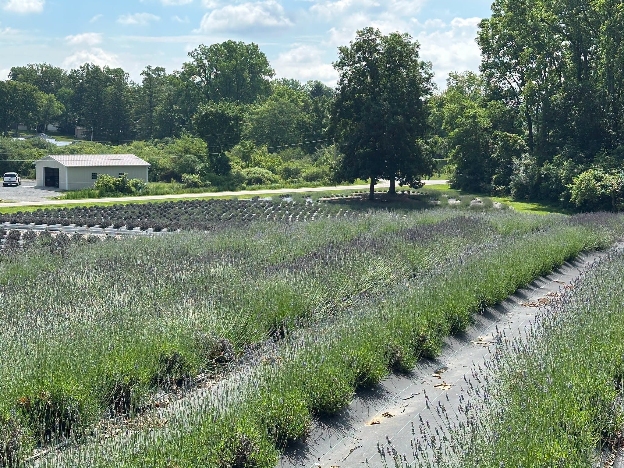 Lake James Lavender Company Celebrates Ribbon Cutting Wednesday