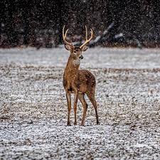Indiana Reserved Hunt Applications Open July 6