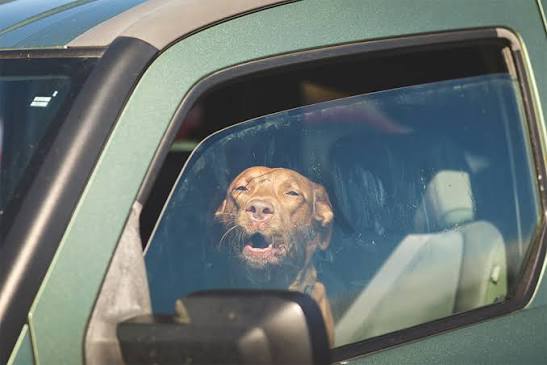 New Indiana Animal Welfare Law Takes Effect During Heat Wave