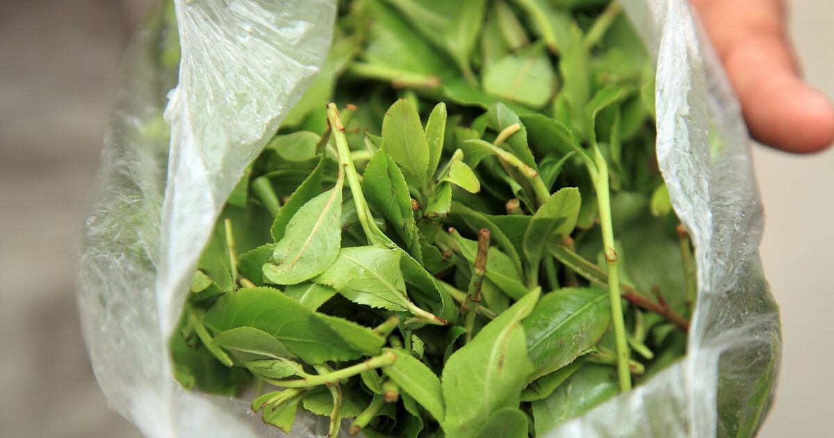 Kendallville Traffic Stop Leads to Seizure of More Than 10 Pounds of Khat
