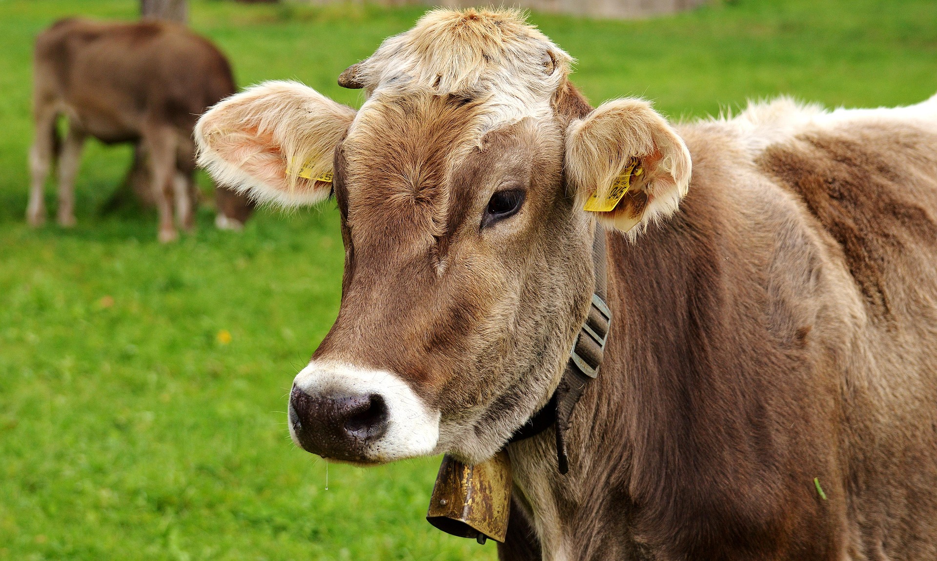 U.S. to Reopen Arizona Border Crossing for Mexican Cattle