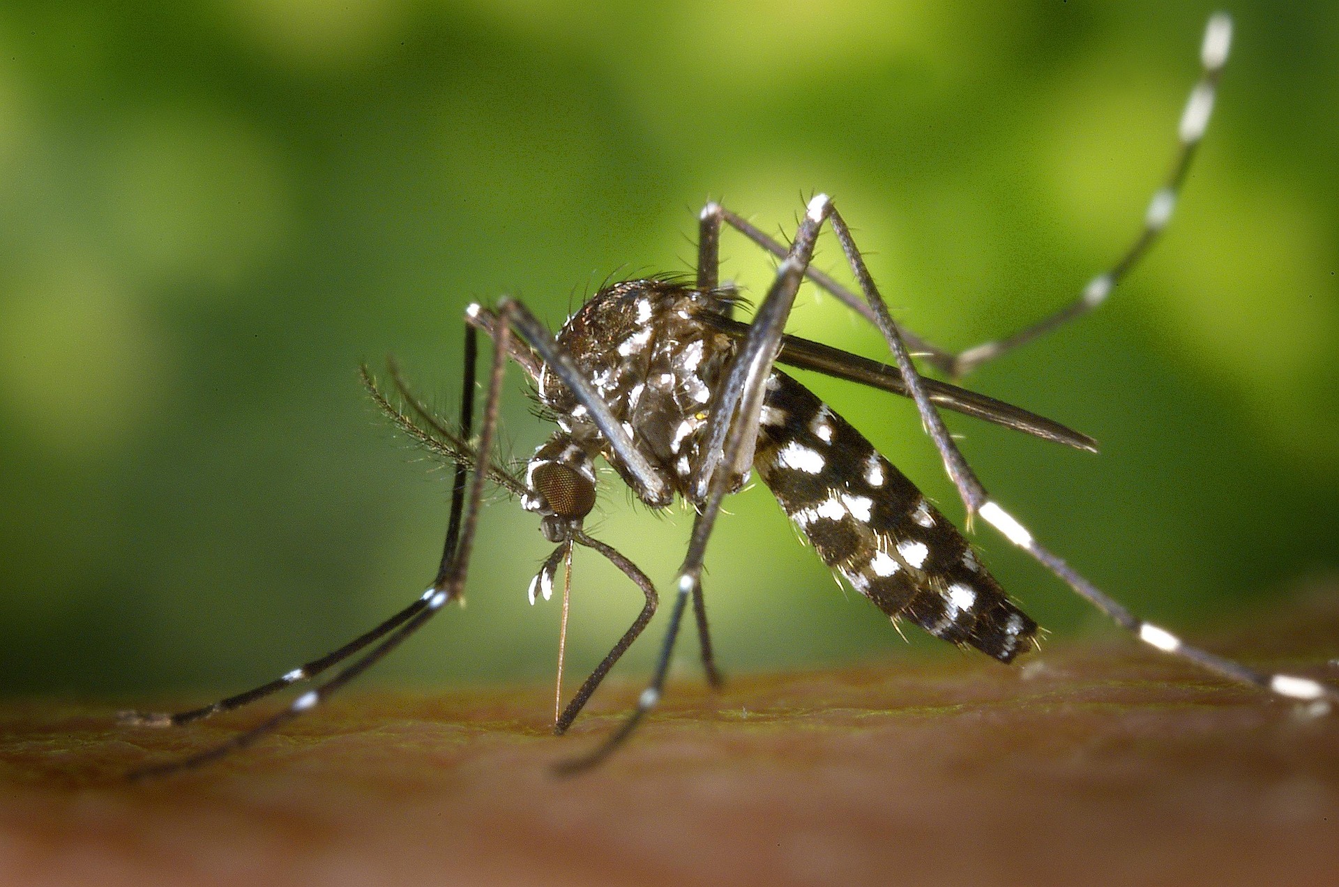 Human Case of West Nile Virus Confirmed in Allen County