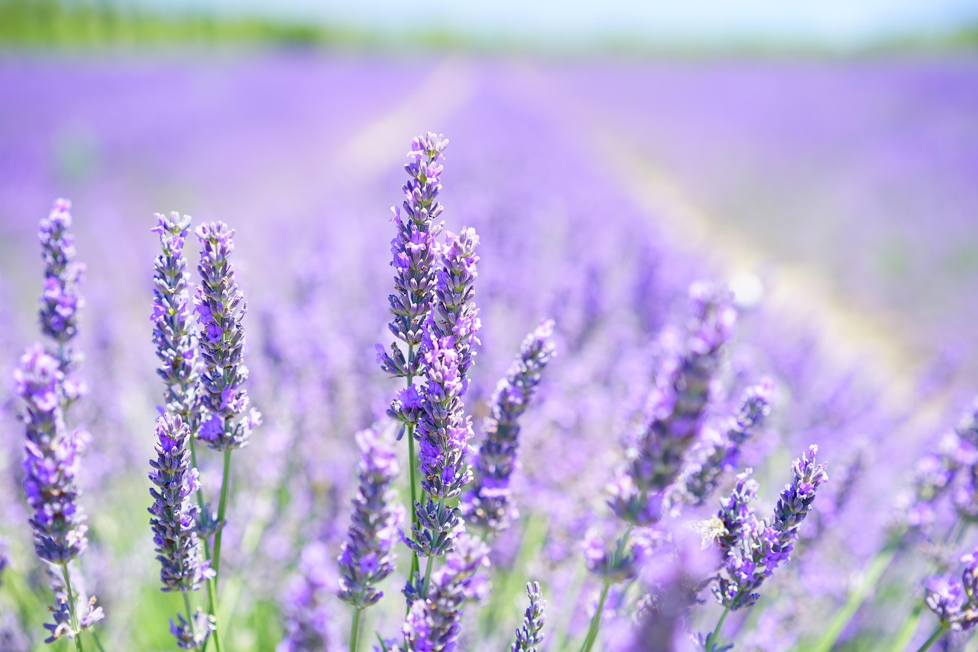 Labor Day Weekend Brings Markets, Music and Lavender to Angola Area