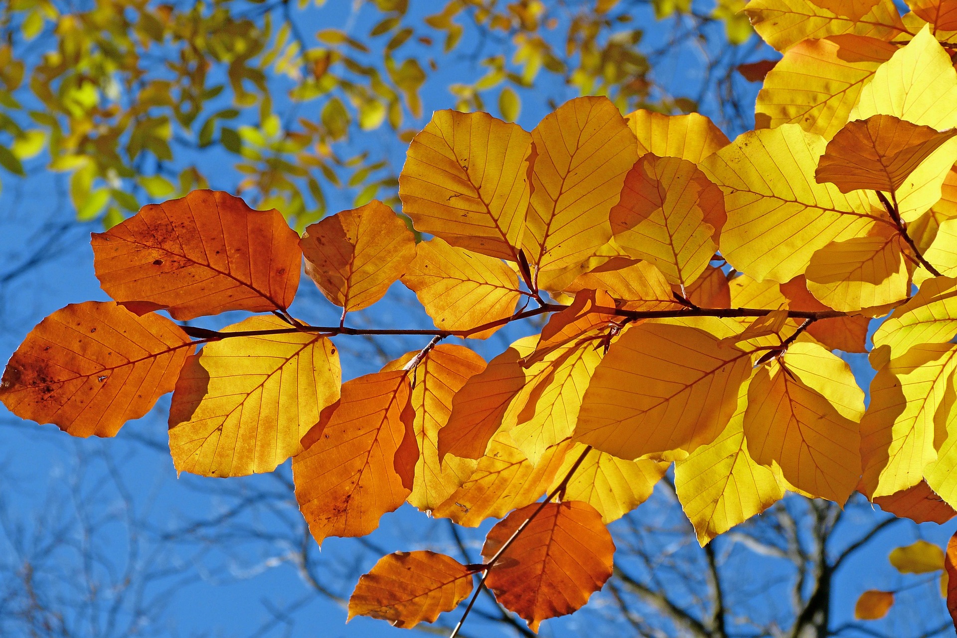 Autumn Harvest Hoedown Returns to Pokagon State Park