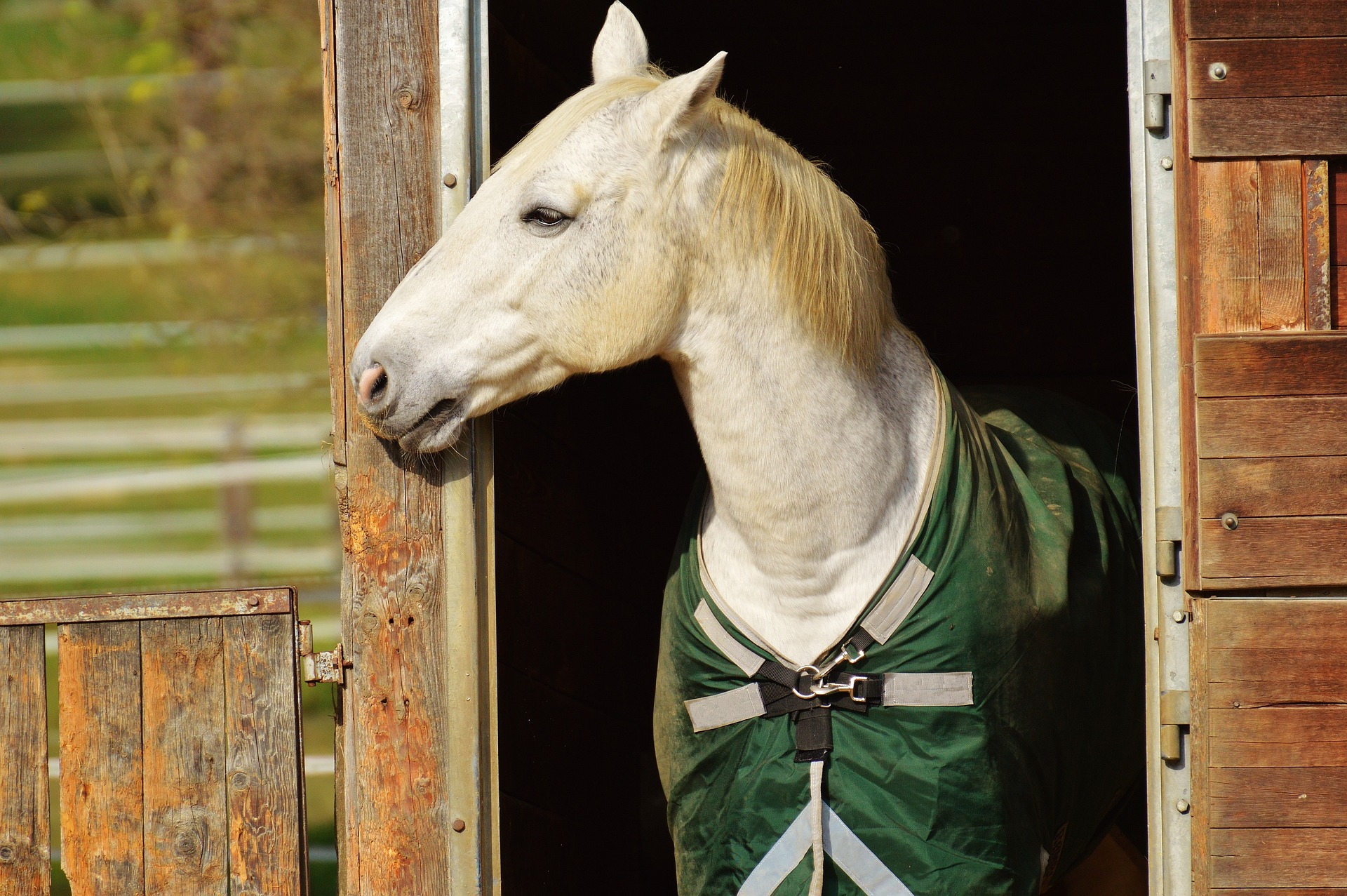 Teen Injured After Fall From Horse in Quincy Township
