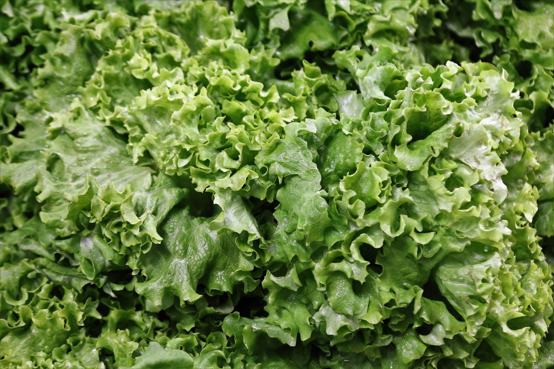 CDC Says Lettuce-Linked Cyclospora Outbreak Has Ended