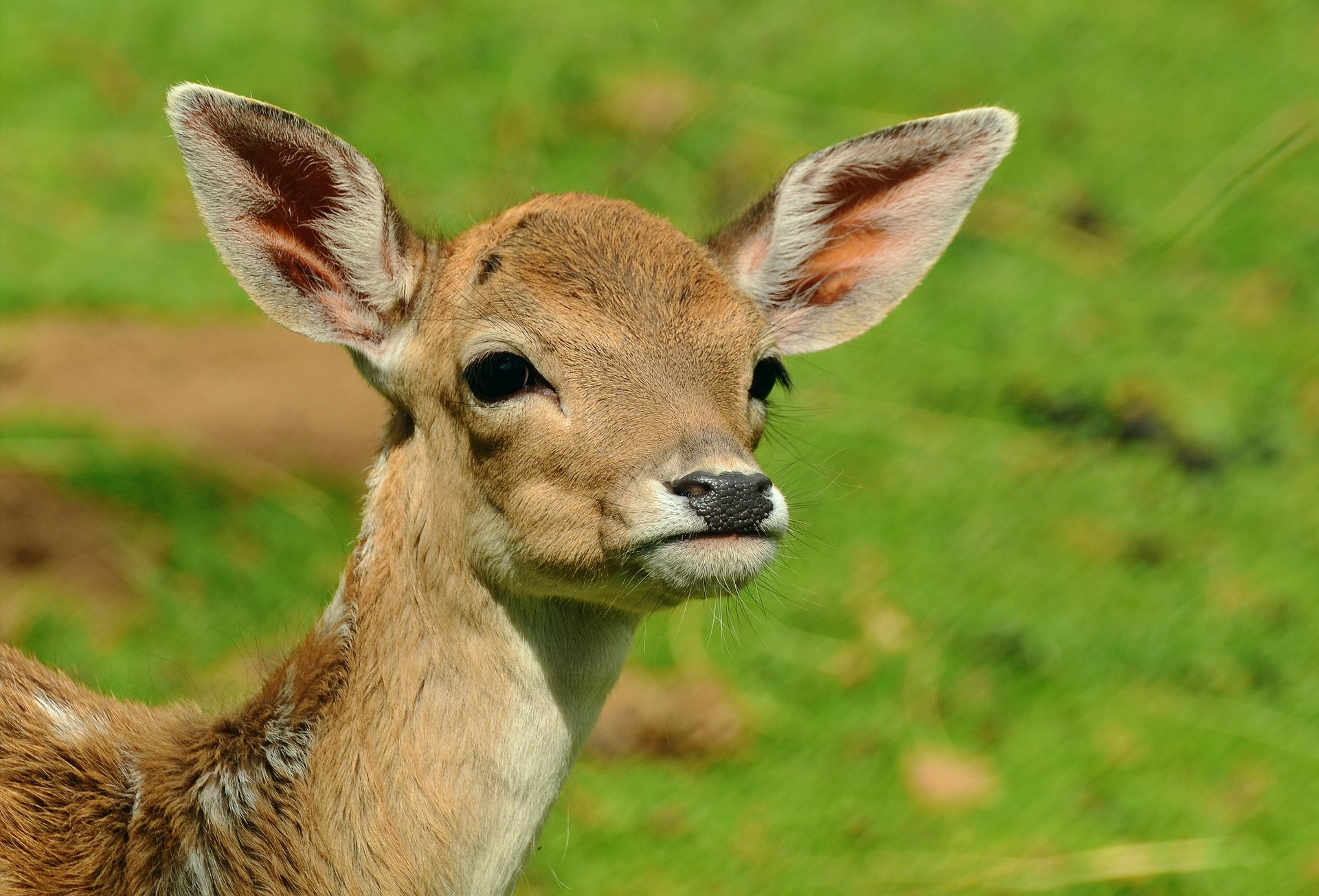 Deer Disease Detected in Four Michigan Counties as Hunting Season Begins